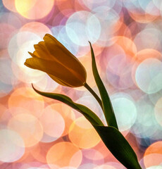 Yellow tulip with bookeh background
