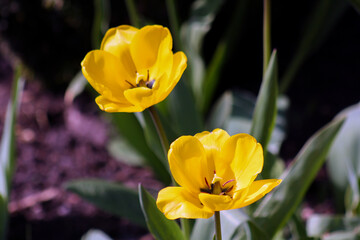 Obraz na płótnie Canvas Two yellow tulips with blurred background