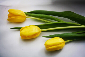 three yellow tulips fon white surface. top view, from above, flat lay.