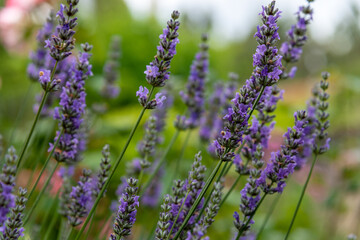 planta de lavanda en un campo