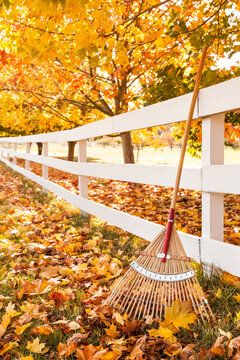 Rake, Fence And Colorful Yellow Maple Leaves In Fall. Autumn Lawn And Garden Property Maintenance Chores. Vertical Background Image With Copy Space.