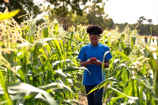 Generation Z girl walks through family corn field 