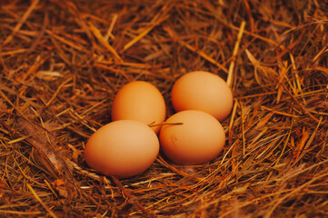 Dry herb nest with homemade fresh chicken eggs