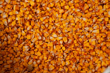 Thriving agribusiness, full screen corn harvest