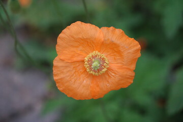 Fototapeta premium Poppy on Gotland island, Sweden