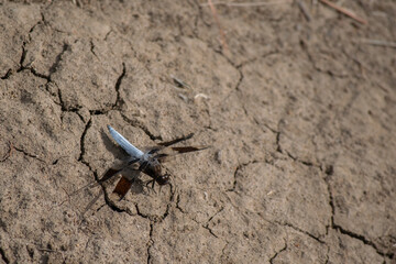 Common Whitetail Dragonfly on Dried Earth