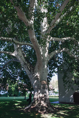 The big platan tree in front of the Orthodox church in Sremski Karlovci, Serbia