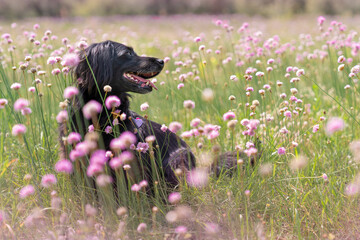 Czarny pies siedzący na łące wśród fioletowych kwiatków