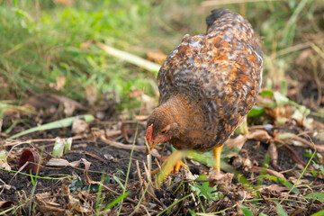 Chicken digging in the ground in search of food, close up