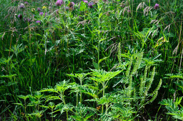 Ambrosia is a source of allergies. Blooming ragweed in nature.