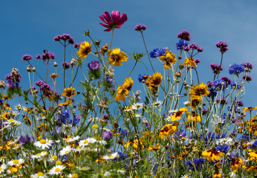 Colourful wild flowers in bloom outside Savill Garden, Egham, Surrey, UK, photographed against a clear blue sky.