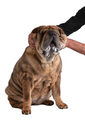 Fototapeta premium Old Shar-Pei (12 years old) plays