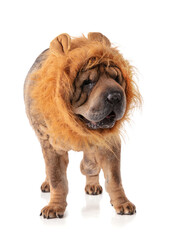 Old Shar-Pei (12 years old) with a lion's fur
