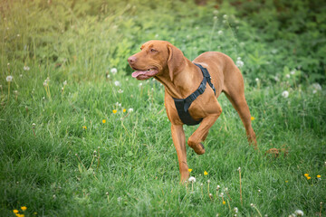 Wyżeł weimarski podczas polowania © nitka_zaplatana