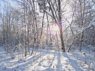 The frosty sun breaks through the branches of snow-covered trees
