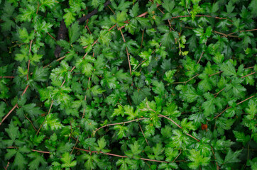 green leaves background