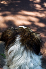 Naklejka premium portrait of a dog