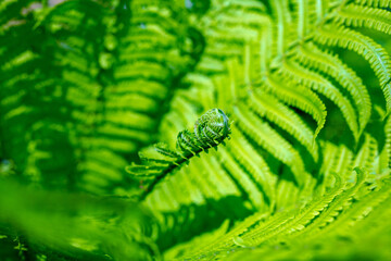 bright green young shoots of ferns in shallow DOF