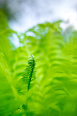 bright green young shoots of ferns in shallow DOF