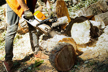 Old dangerous trees are being removed in cities. The process of sawing a tree trunk.