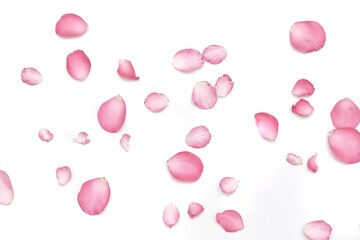 Blurred a group of sweet pink rose corollas with softly style on white isolated with copy space and softy style 