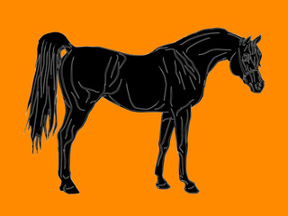 isolated realistic image, black silhouette of a standing stallion, Arab horse