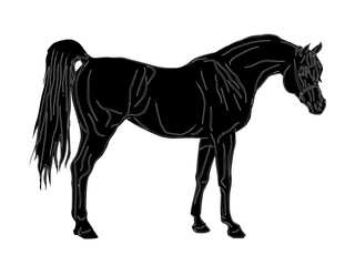 isolated realistic image, black silhouette of a standing stallion, Arab horse