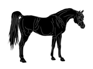 isolated realistic image, black silhouette of a standing stallion, Arab horse