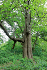 A woodland scene with a tree surrounded by bluebells and foliage