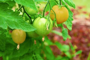 Clusters of green tomatoes ripen on a branch large leaves close-up. Harvest vegetables green tomatoes