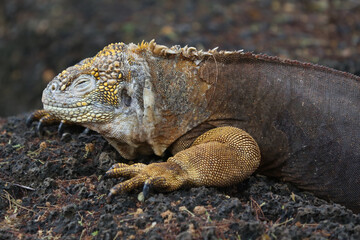 Galapagos Land Iguana on the rocks, Galapagos Islands, Ecuador