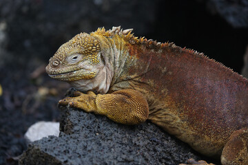 Galapagos Land Iguana on the rocks, Galapagos Islands, Ecuador