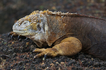 Galapagos Land Iguana on the rocks, Galapagos Islands, Ecuador