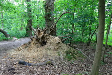A woodland scene with an old tree surrrounded by foliage and moss