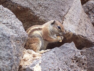 Streifenhörnchen Fuerteventura