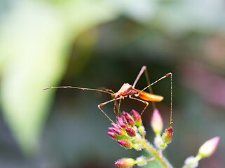 insect on a leaf