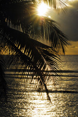 SUNSET- A Tropical Palm Against the Sea of Guadeloupe