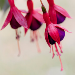 Pink and purple fuchsia flowers, close up