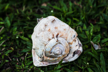 shell of a big conch standing at the grass