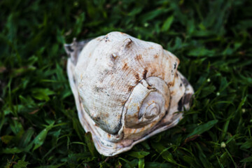 shell of a big conch standing at the grass