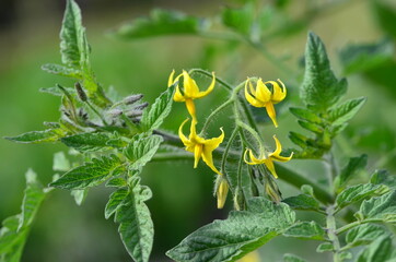 Blüten der Tomatenpflanze
