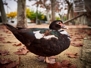 duck in the park