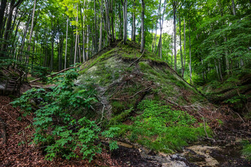 Obraz premium Trees in the beech forest at Jasmund National Park, Rügen, Germany, part of the `Ancient and Primeval Beech Forests of the Carpathians and Other Regions of Europe` UNESCO world heritage.