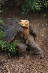 Galapagos Giant Tortoise, Galapagos Islands, Ecuador