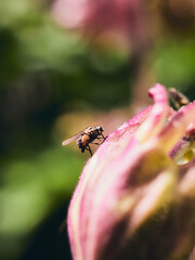 fly on a flower