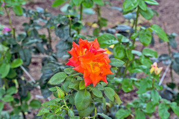 Pink roses in the garden