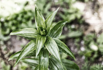 fresh lily bush with long leaves, toned photo close up against the background of the earth