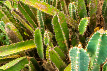 thickets of large and high green cactus close-up flora pattern