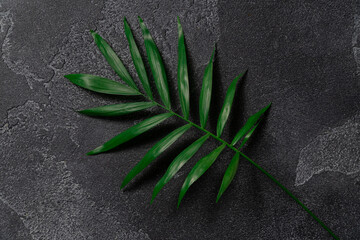Green plant leaf on dark concrete background. Flat lay, top view, minimal design template with copyspace.