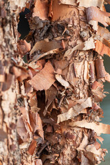 background of dried tree bark
